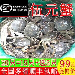 小螃蟹现货鲜活大闸蟹河蟹毛蟹大三一二元蟹稻田蟹醉蟹香辣蟹包邮