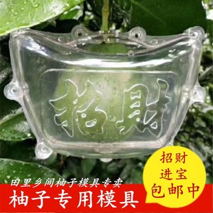 金元宝柚子模具琯溪造型带字成型三红蜜柚沙田柚成长模型模具大号