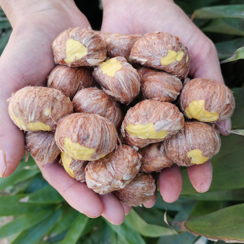 2025板栗仁现剥新鲜去壳板栗仁剥壳生鲜去皮板栗子肉生甘栗仁栗米