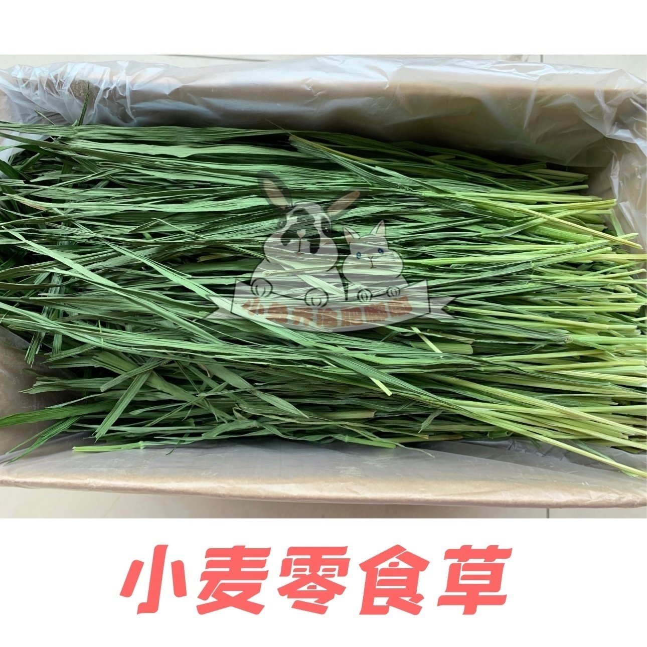包邮2025年小麦嫩苗兔子龙猫荷兰猪小麦草适口性好香绿净重500g,宠物/宠物食品及用品,兔兔其他,淘宝优惠券,粉丝福利购,淘宝优惠卷