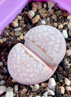 香芋紫唇大母本3cm 脱土 最后一颗