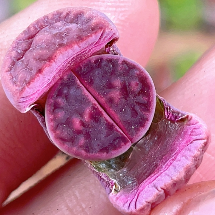 特价全窗紫朱玄,鲜花速递/花卉仿真/绿植园艺,多肉植物,淘宝优惠券,粉丝福利购,淘宝优惠卷