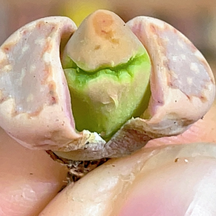 特价饼干怪怪,鲜花速递/花卉仿真/绿植园艺,多肉植物,淘宝优惠券,粉丝福利购,淘宝优惠卷