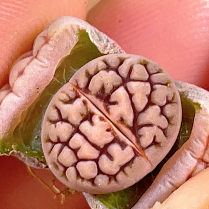 特选爱爱玉,鲜花速递/花卉仿真/绿植园艺,多肉植物,淘宝优惠券,粉丝福利购,淘宝优惠卷