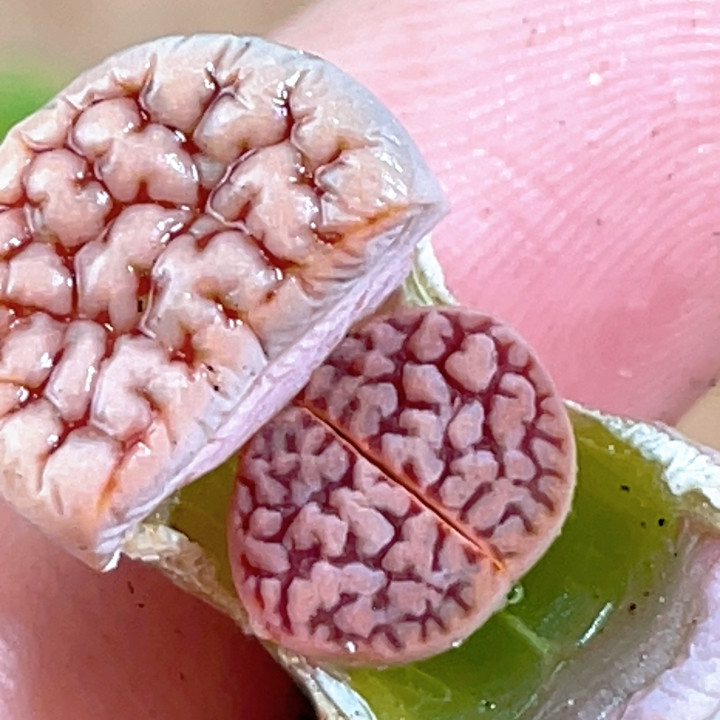 优选粉爱爱玉,鲜花速递/花卉仿真/绿植园艺,多肉植物,淘宝优惠券,粉丝福利购,淘宝优惠卷