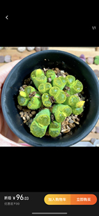 生石花屁屁多肉非偏满58包邮 群生一物一拍链接