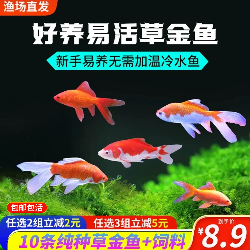 草金鱼活鱼活体观赏鱼苗自养好养耐活鱼招财冷水鱼锦鲤鱼饲料鱼