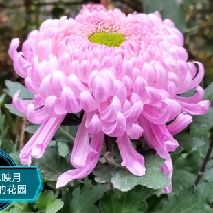 包邮 菊花扦插小苗洹水映月穴盘苗大花满50元 徐少菊花九月菊包对版