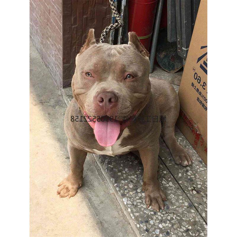 议价恶霸犬/美国恶霸犬dax血,体重60 ,借配,不卖,不卖,不二