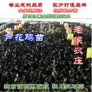 20只装黑白芦花鸡黄脚芦花鸡芦花鸡苗菜花鸡苗芦花鸡苗厂家直销
