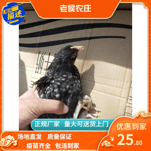 45天脱温鸡纯种汶上芦花鸡脱温鸡活体快递发货包活大种脱温芦花鸡