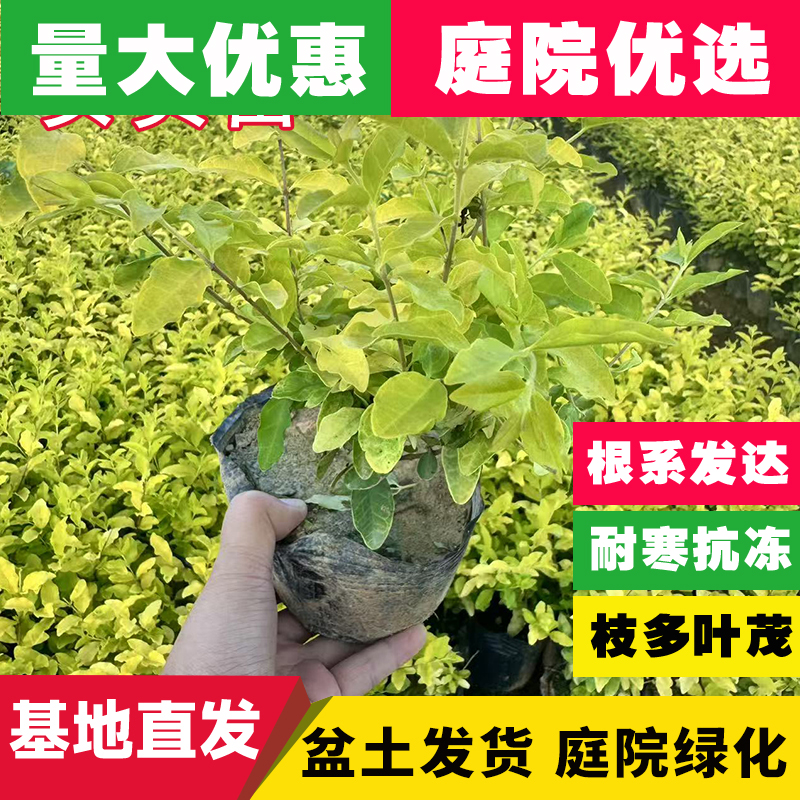 四季常绿女贞篱笆庭院树苗