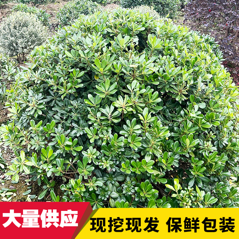 海桐小区绿化树基地花园植物包邮