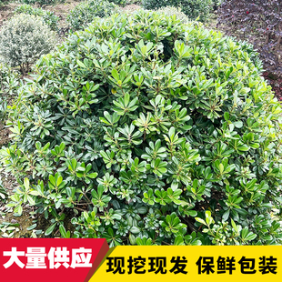 海桐海桐球庭院花园植物四季常青小区别墅绿化树花木基地直销包邮