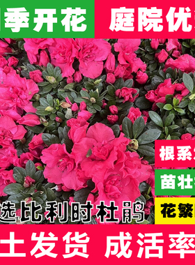 西洋杜鹃批发带花苞多品种庭院植物花卉盆栽厂区工程绿化带优质苗