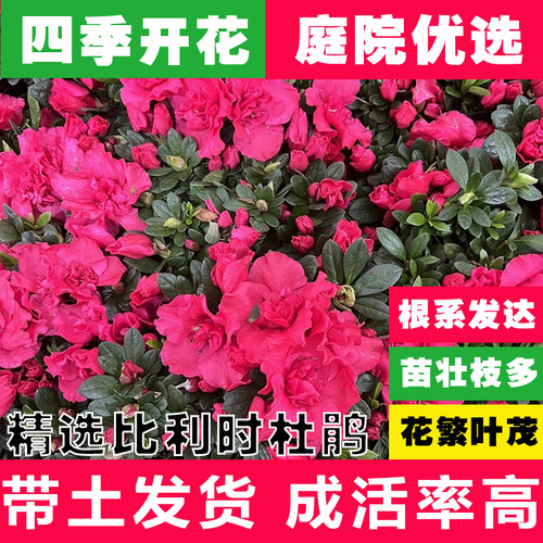 杜鹃花苗庭院厂区绿化花苗