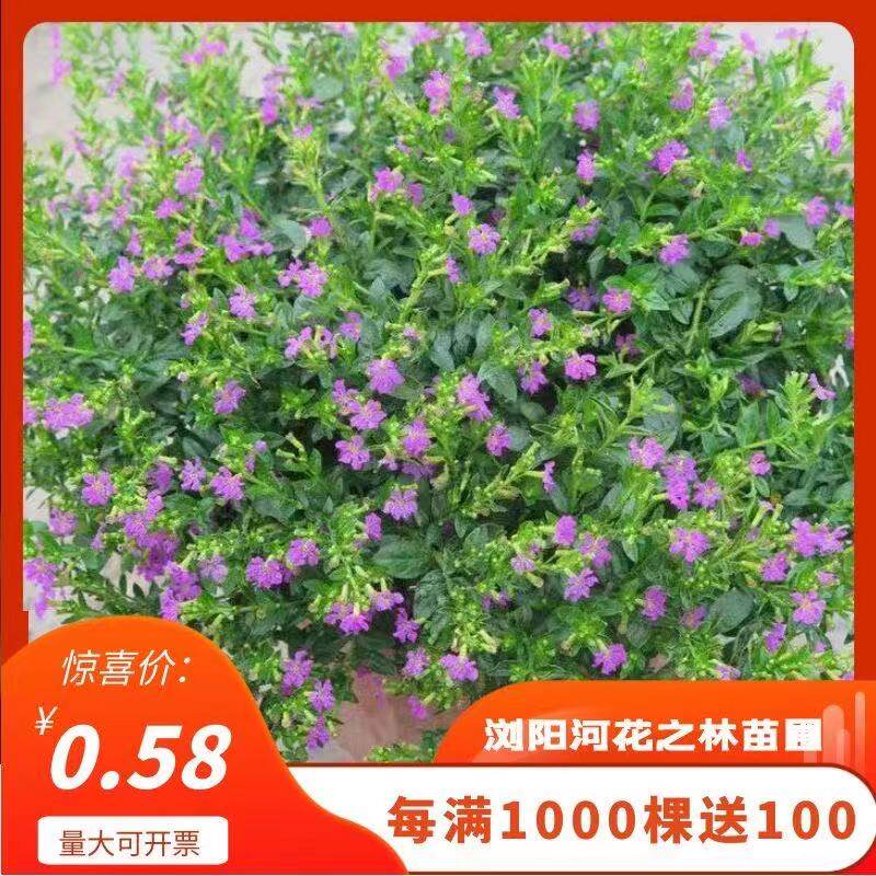 绿化满天星介绍,绿化用满天星,夏堇的花语和寓意(第21页)_大山谷图库