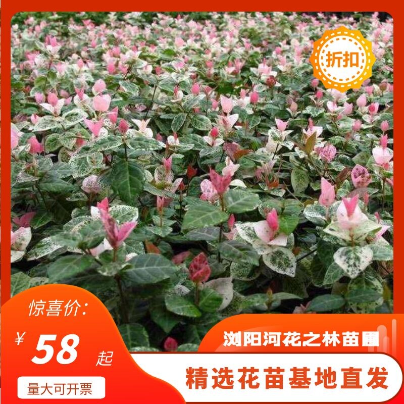 花叶络石金边六月雪庭院微景观彩色观叶植物花卉盆栽地栽直销包邮