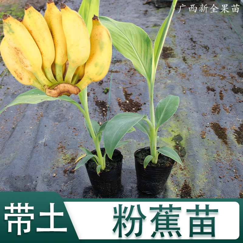 香蕉苗树苗威廉斯B6粉蕉苗包邮南方香蕉苗粉蕉巴西蕉矮化中蕉9号-封面