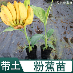 包邮 香蕉苗树苗威廉斯B6粉蕉苗 南方香蕉苗粉蕉巴西蕉矮化中蕉9号
