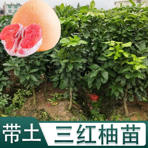 红宝石柚子树苗青柚当年结果树苗三红红心柚苗正品暹罗红肉青柚苗