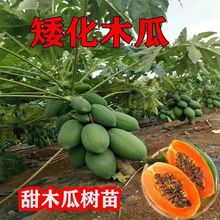 木瓜苗树大青红肉水果木瓜四季矮化红心木瓜苗当年结果南方种植