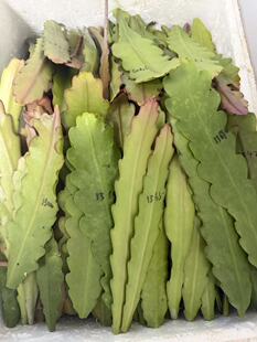 进口令箭荷花无根叶片令箭荷花东北小粉其它进口令箭荷花叶片无根