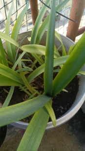紫根兰，一盆紫根兰，一物一拍