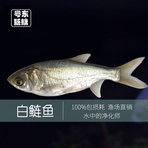 优质白鲢鱼苗淡水养殖鲜活白鲢大头鱼四大家鱼活体跳鲢草鱼苗鲫鱼