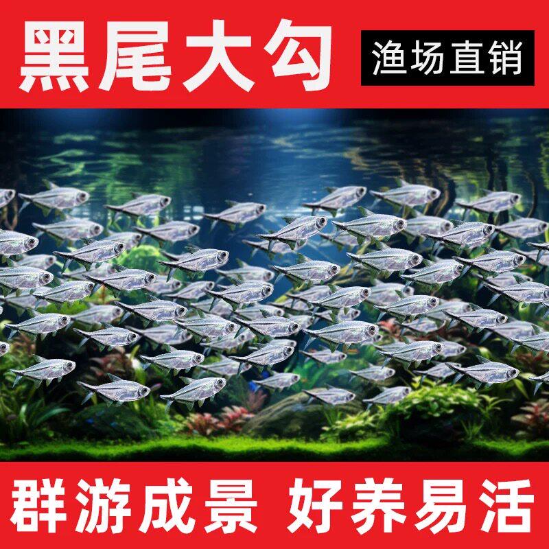 黑尾大勾鱼群游鱼草缸小型热带鱼苗观赏鱼红绿灯天使鱼扯旗灯科鱼