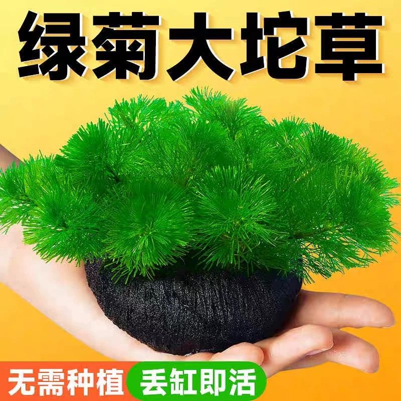绿菊小坨草缸鱼缸造景真后景水草