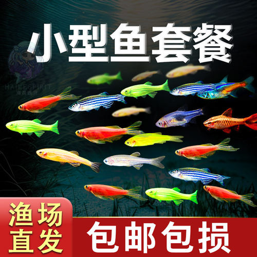 热带观赏鱼好养红绿灯斑马鱼淡水金鱼苗神仙孔雀小型宝莲灯科小鱼