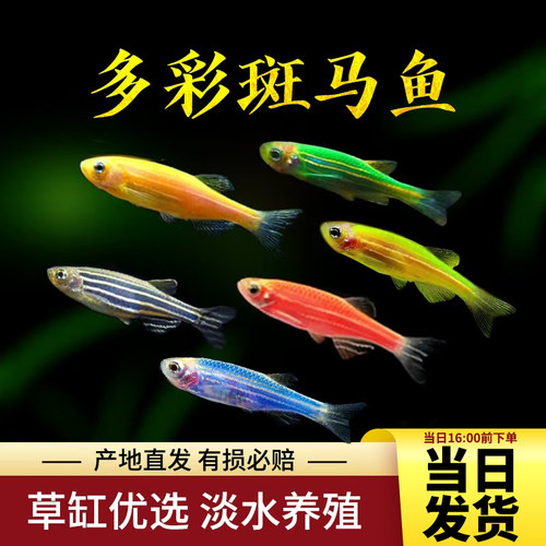 观赏鱼斑马鱼多彩斑马红斑马青苹果斑马小型鱼活体热带鱼群游包活