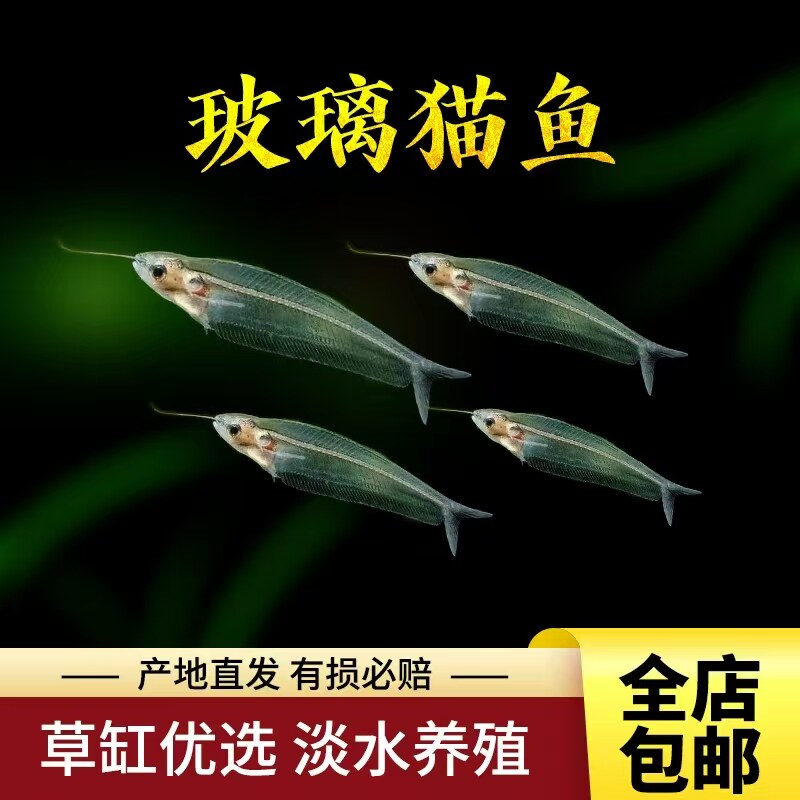 观赏鱼玻璃猫鱼活体透明鱼红度玻璃热带鱼小型鱼包活玻璃拉拉