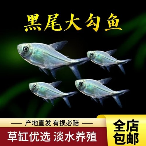 观赏鱼黑尾大沟群游热带鱼活体小型鱼黑沟鱼扯旗鱼玫瑰好淡水包活