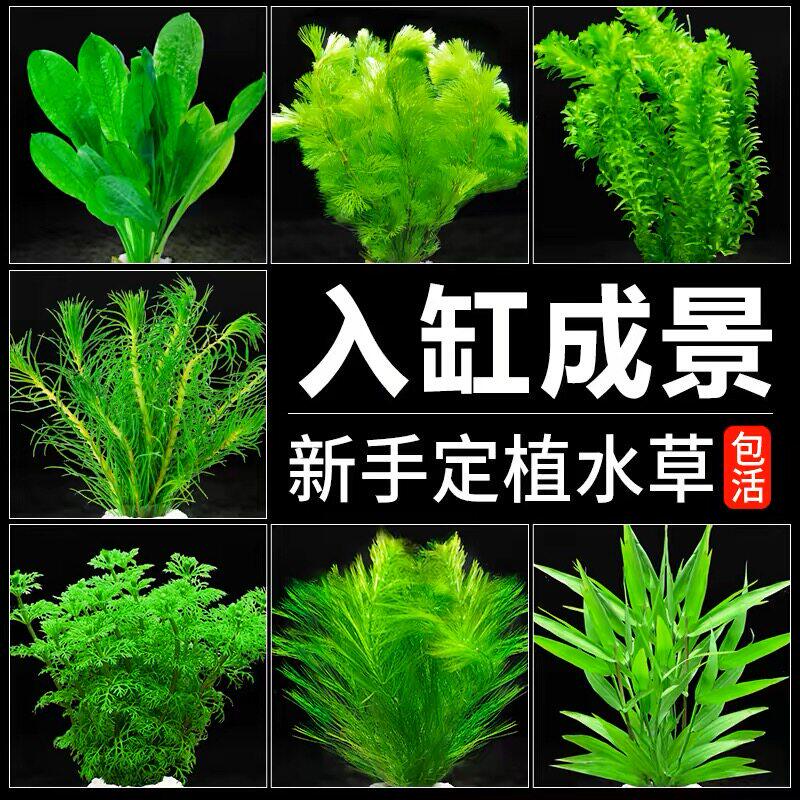 鱼缸水草植物活懒人水榕沉木莫斯真草阴性蜈蚣草增氧草缸造景套餐