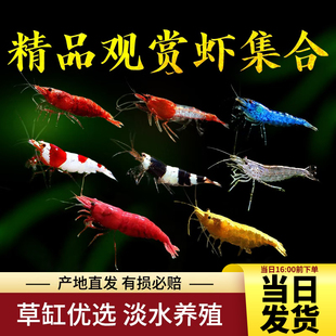 观赏虾烤漆虾水晶集火金背虾活虾樱花虾米虾活体包活热带蓝宝石虾
