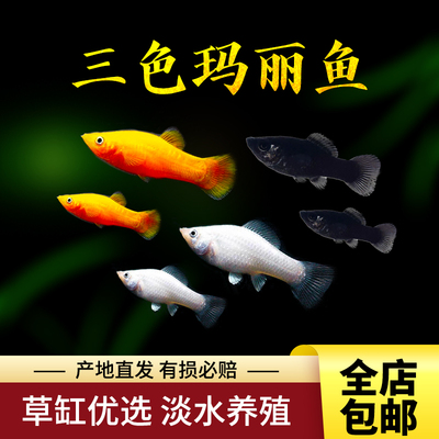 观赏鱼胎生玛丽红玛丽三色玛丽皮球鱼活体热带鱼红米奇黑月光包活