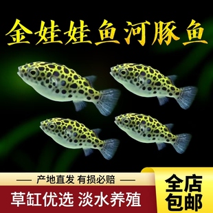 观赏鱼河豚潜水艇金娃娃鱼鸡泡八字娃娃巧克力娃娃热带鱼活体包活