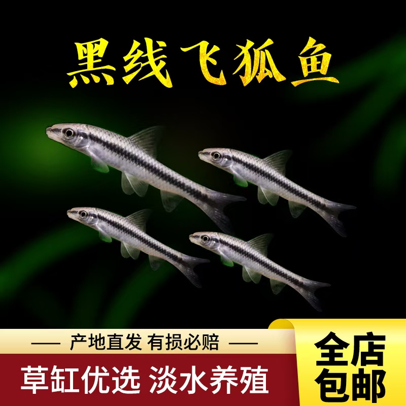 观赏鱼黑线飞狐黄金胡子老虎小精灵除藻草缸活体工具鱼观赏鱼包活
