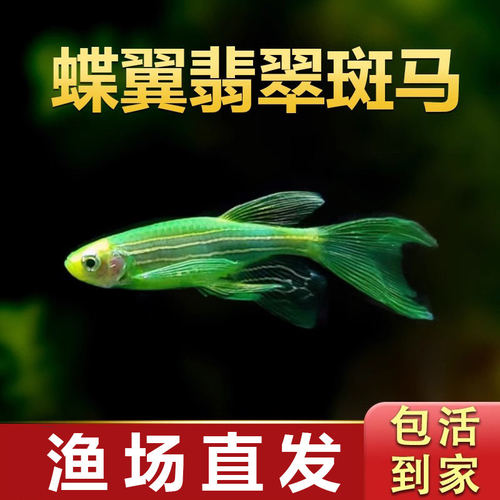 绿翡翠蝶翼斑马长尾长鳍观赏鱼荧光小型热带鱼淡水灯科鱼群游鱼
