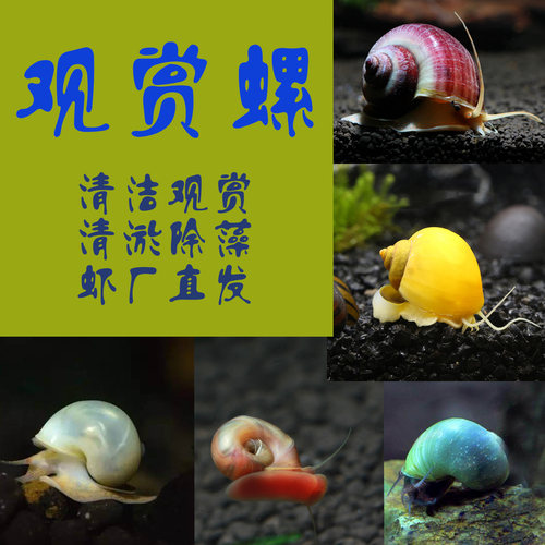 蜗牛红色神秘螺苹果螺厂家直销