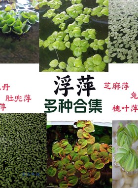 直销净化水质圆心萍槐叶萍芝麻萍一叶莲浮萍漂浮水草植物鱼缸造景