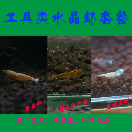 包损淘汰蓝金钢蓝金刚虾蓝面黄金刚白金水晶虾工具观赏虾宠物虾