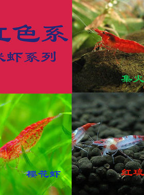 红色虾除藻虾鱼缸观赏虾厂自养