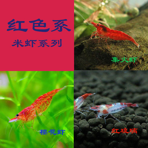 红色虾除藻虾鱼缸观赏虾厂自养