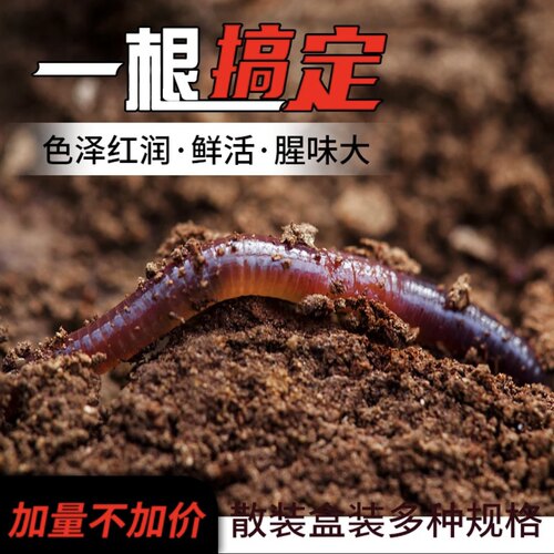 包邮散装红蚯蚓 1斤活体 饵料 鱼饵 钓鱼 蚯蚓 活饵 种苗王军蚯蚓