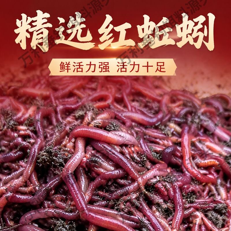 蚯蚓活饵鲜活小号大号特大野钓钓鱼大红散装盒装钓鱼饵料图片
