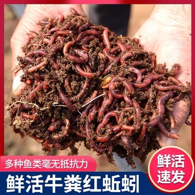 包邮散装红蚯蚓 1斤活体 饵料 鱼饵 钓鱼 蚯蚓 活饵 种苗王军蚯蚓