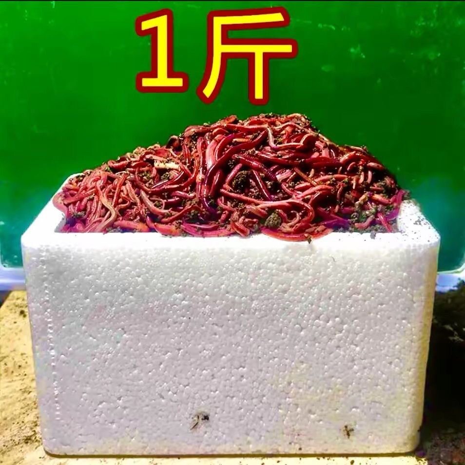 蚯蚓活饵鲜活小号大号特大野钓钓鱼大红散装盒装钓鱼饵料图片